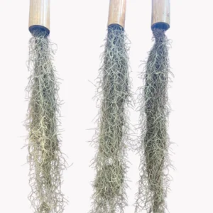 Living Air Moss Curtain