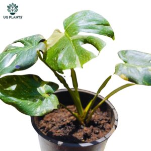 Monstera Thai Constellations