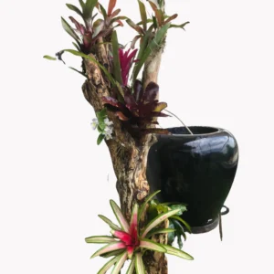 Corner Piece Bromeliad