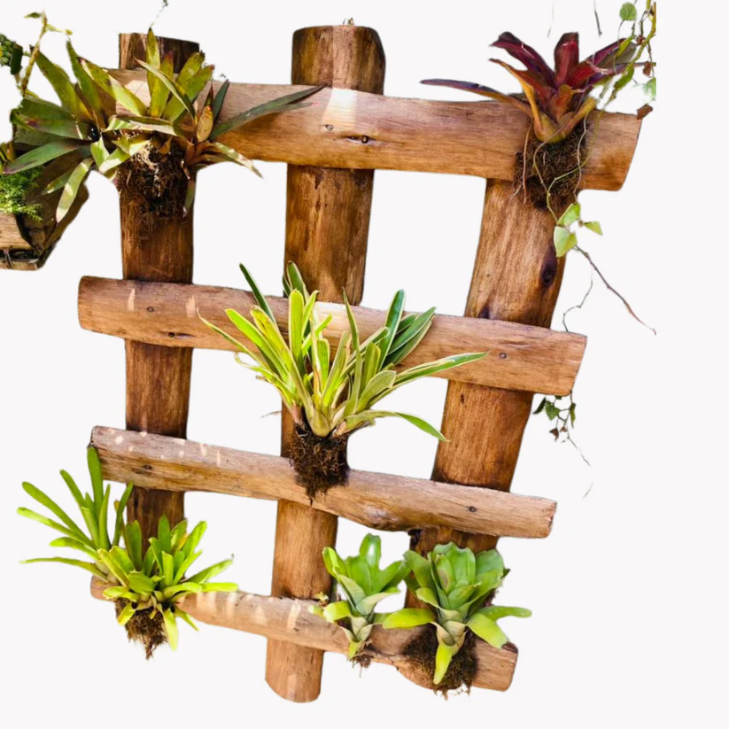 Bromeliad Wall Pallet - Image 2