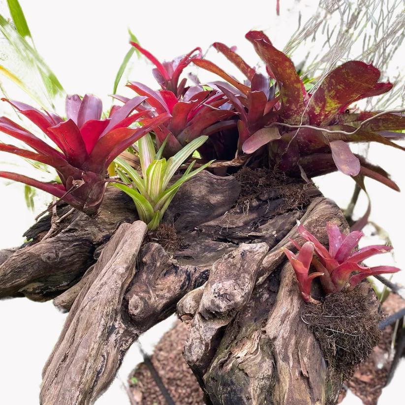 Tree Stamps Mounts - Image 4