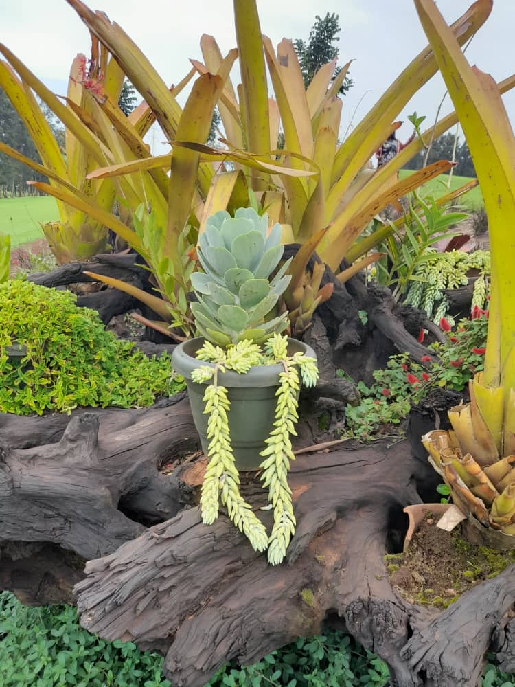 Rainforest Totem - Image 2