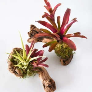 Bromeliad Mount