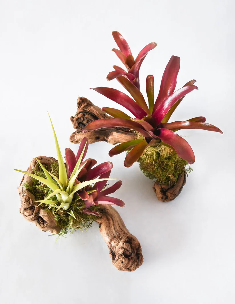 Bromeliad Mount