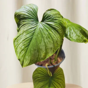 Philodendron Mamei André