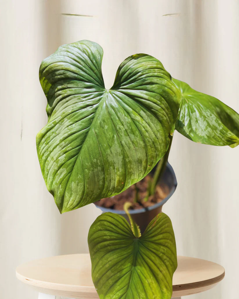 Philodendron Mamei André