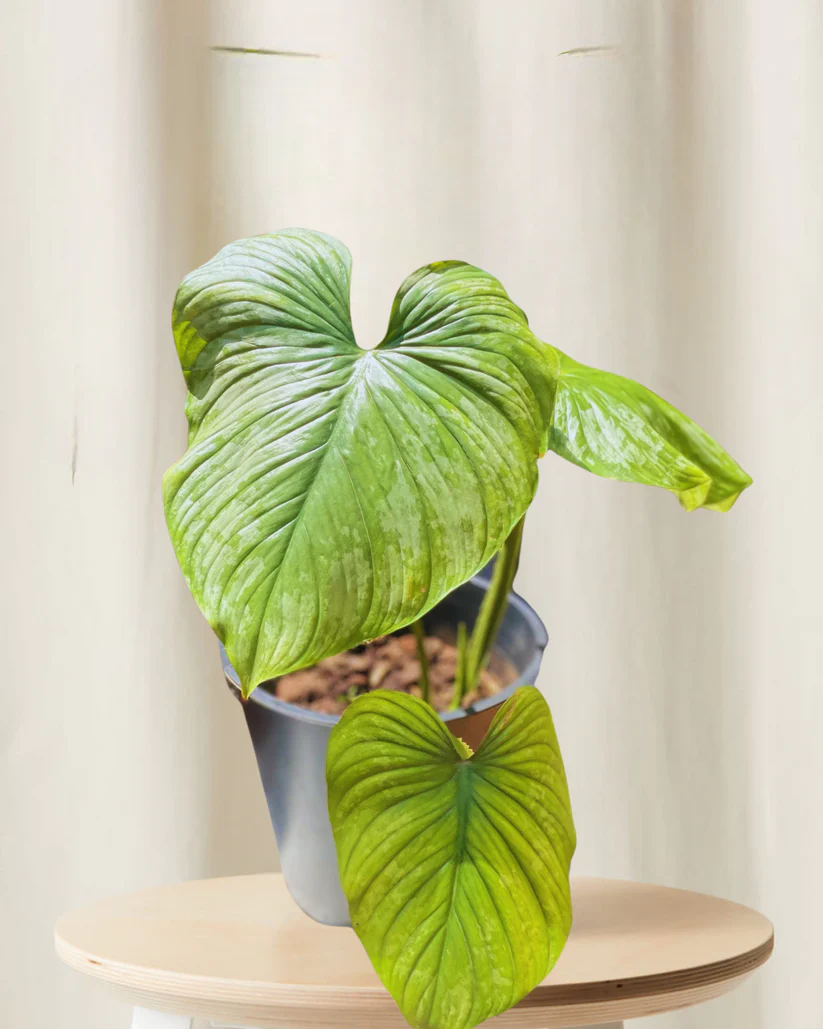 Philodendron Mamei André - Image 3