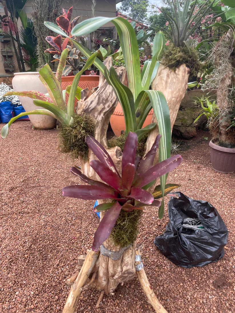 Three Giant Bromeliad Mount - Image 2