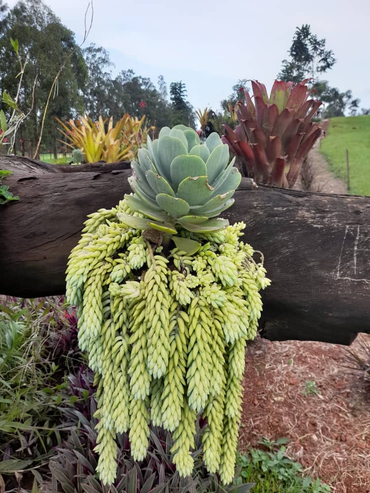 Rainforest Totem - Image 3