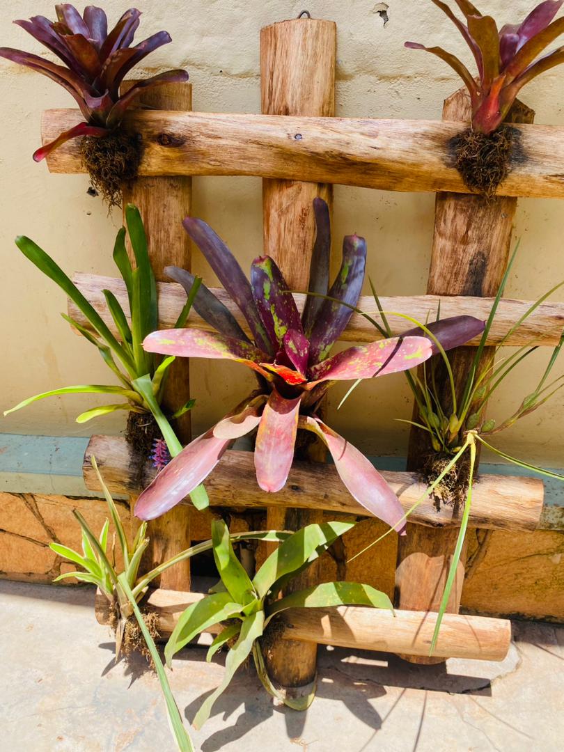 Bromeliad Wall Pallet - Image 6