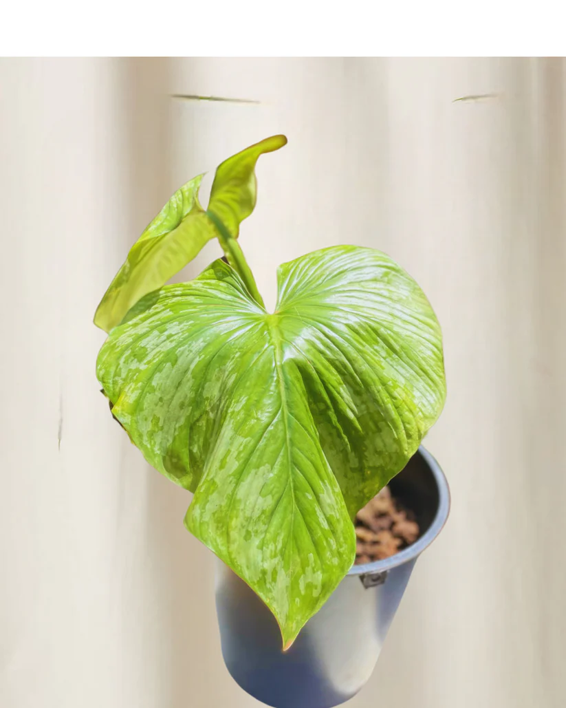 Philodendron Mamei André - Image 2