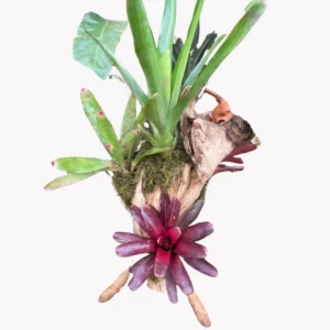 Three Giant Bromeliad Mount