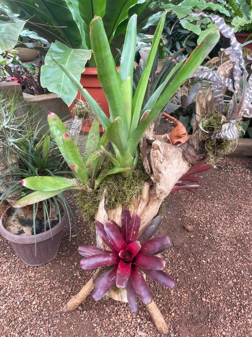 Three Giant Bromeliad Mount - Image 3