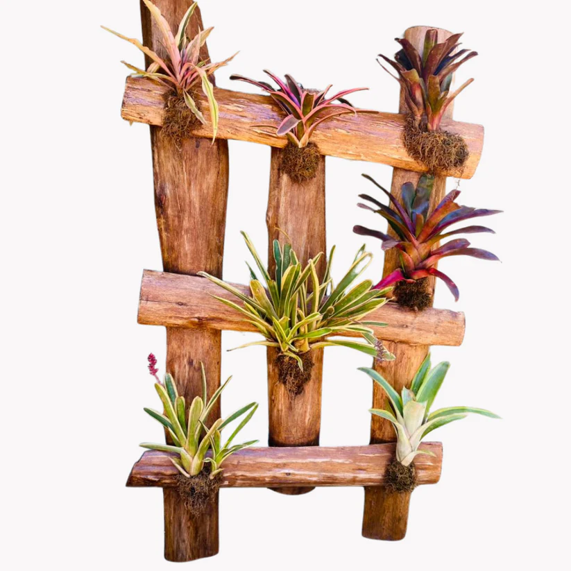 Bromeliad Wall Pallet