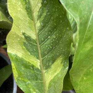 Variageted Anthurium Hookeri