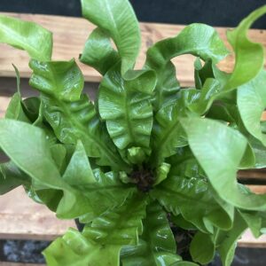 Bird Nest Fern Crispy Wave