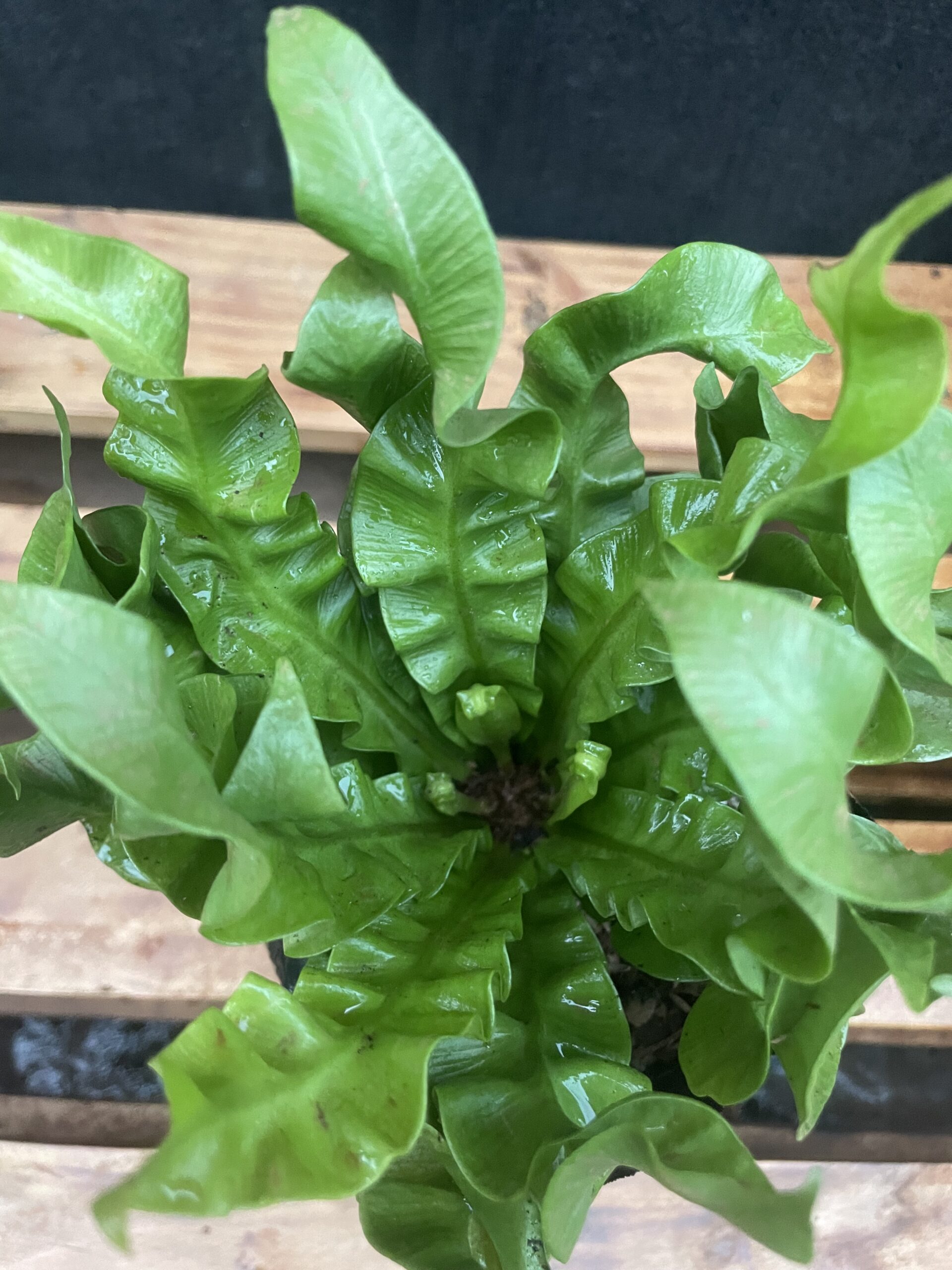 Bird Nest Fern Crispy Wave