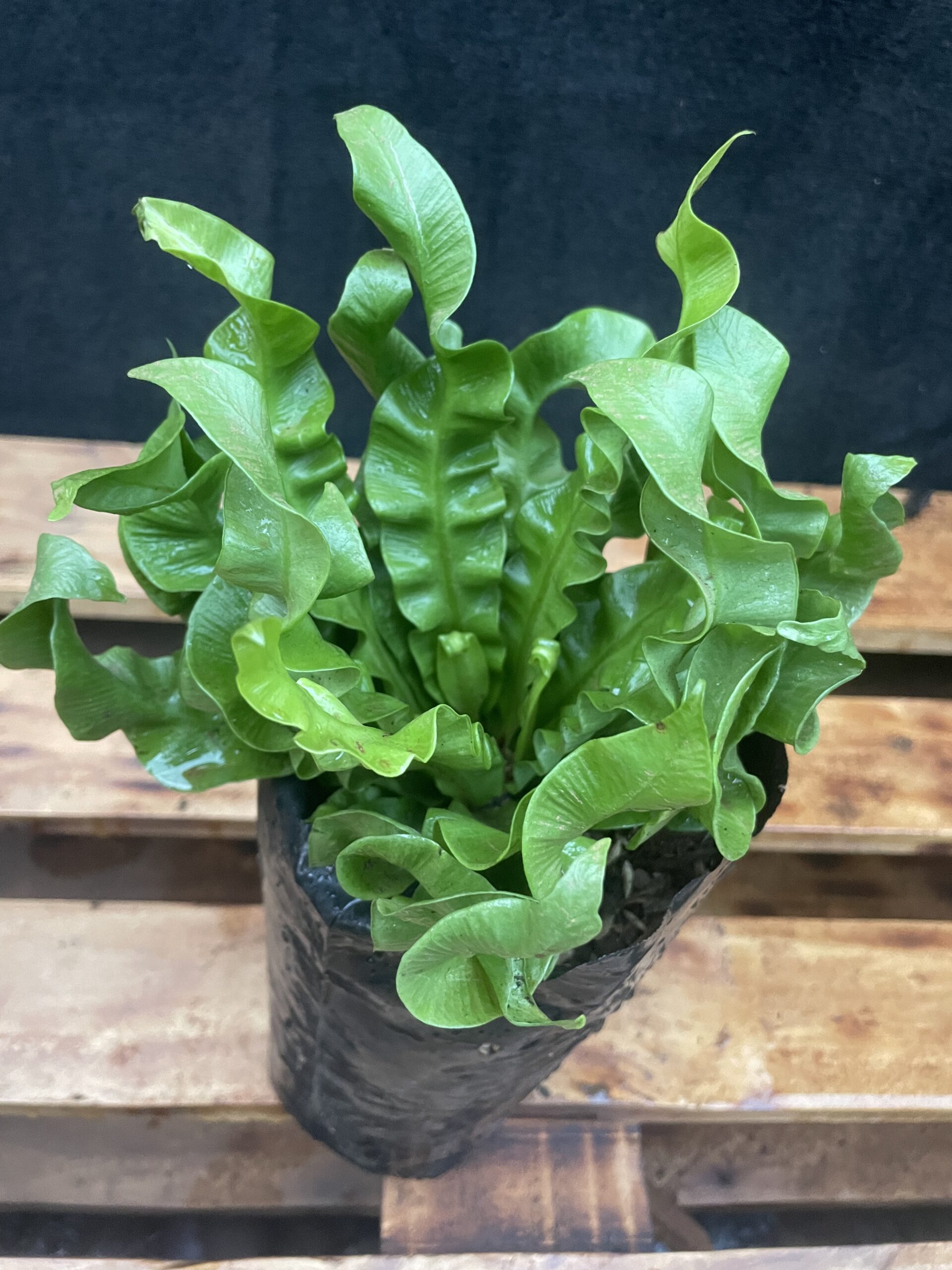 Bird Nest Fern Crispy Wave - Image 3