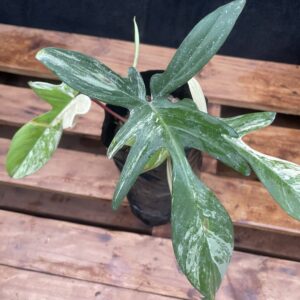 Philodendron Florida Beauty Variagated