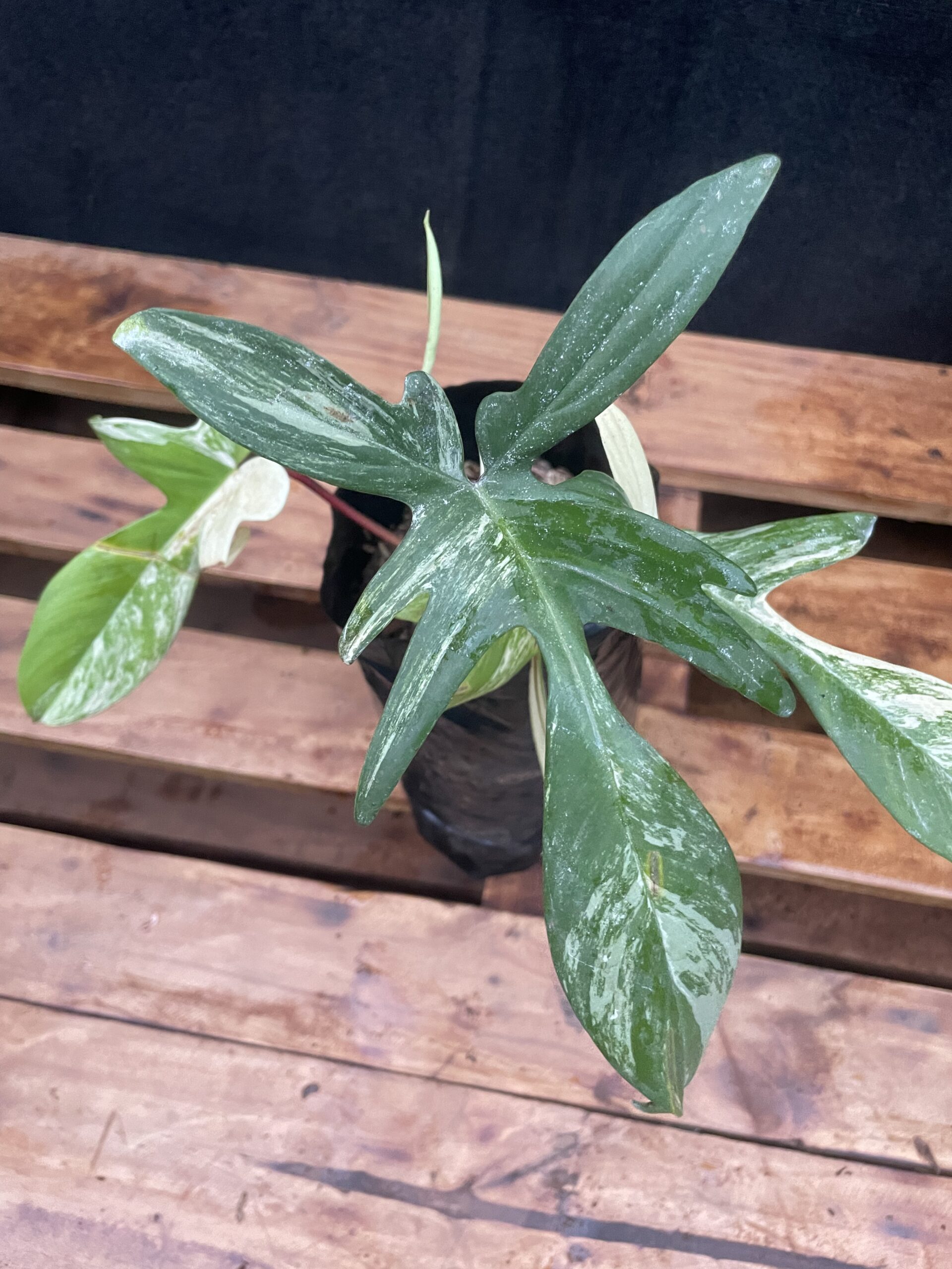 Philodendron Florida Beauty Variagated