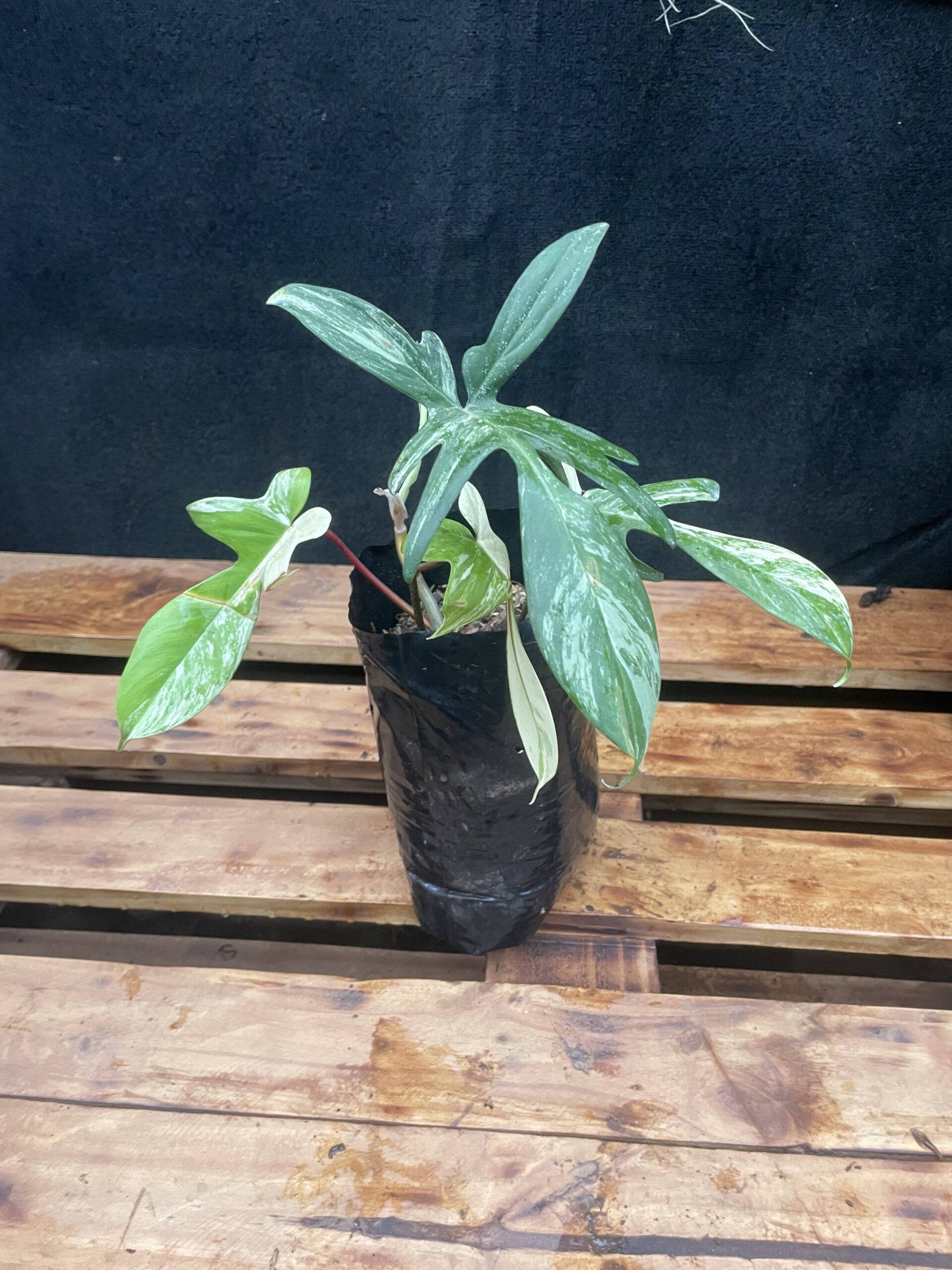 Philodendron Florida Beauty Variagated - Image 2