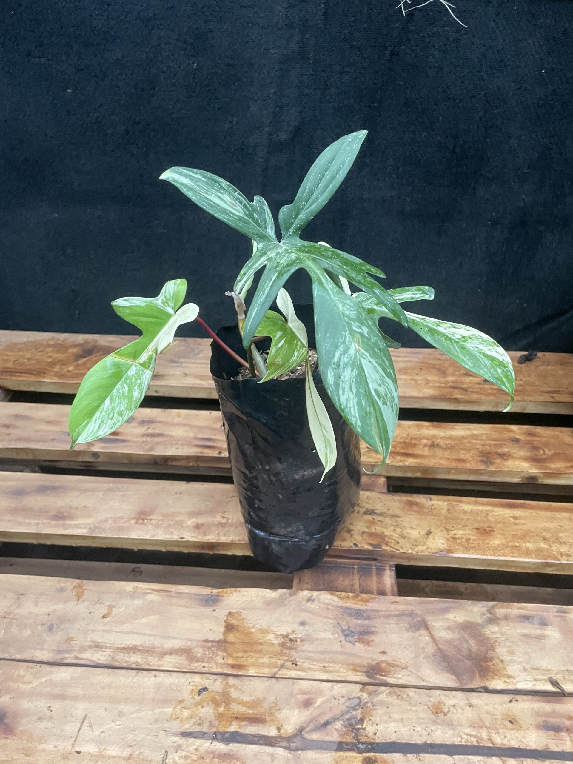 Philodendron Florida Beauty Variagated - Image 3