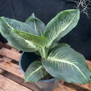 Dieffenbachia ‘Sterling’