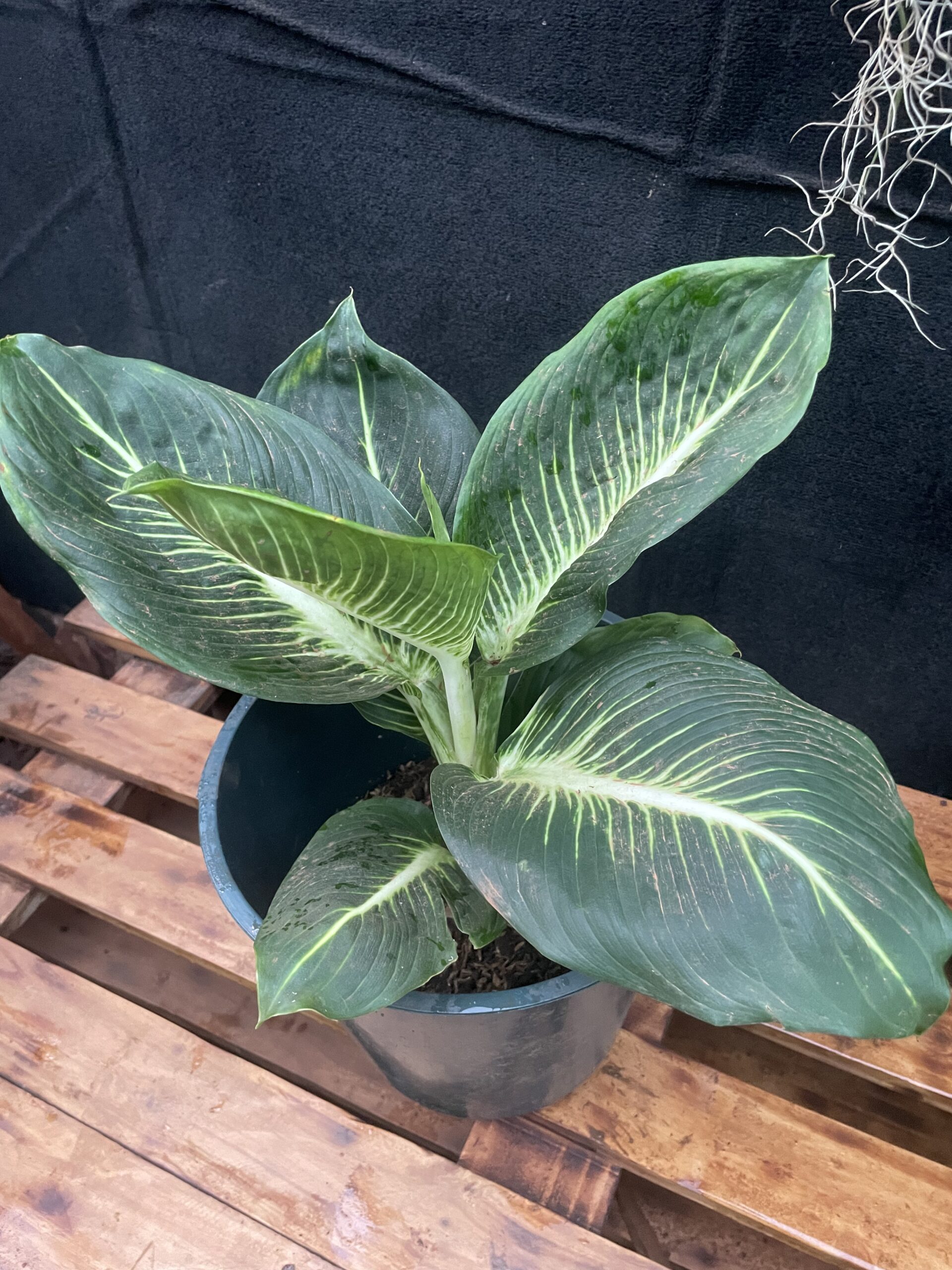 Dieffenbachia ‘Sterling’