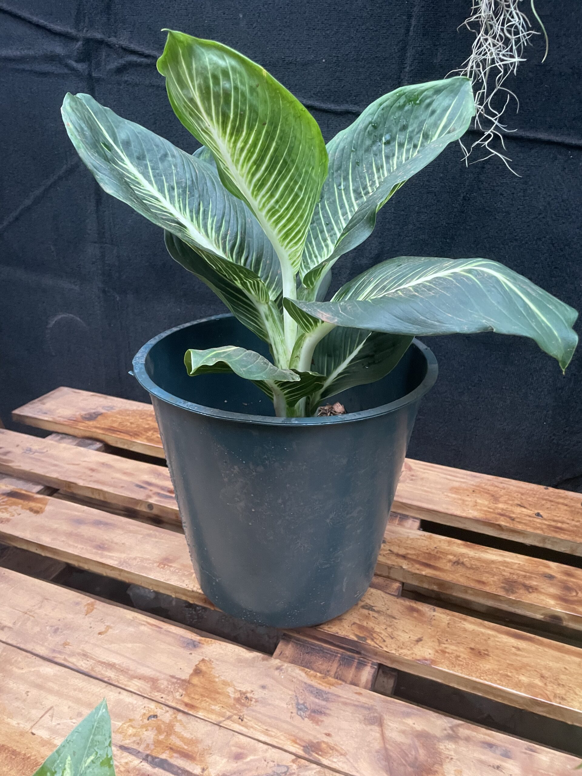 Dieffenbachia ‘Sterling’ - Image 2