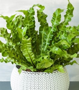 Bird Nest Fern Crispy Wave - Image 2