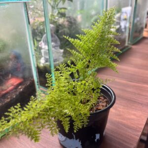 Cotton Candy Fern