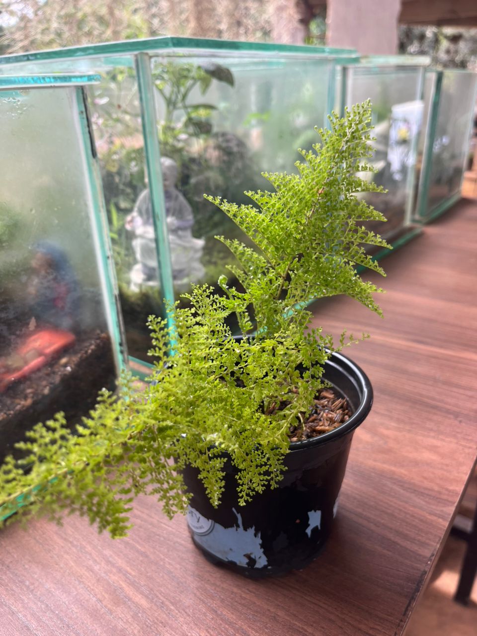Cotton Candy Fern