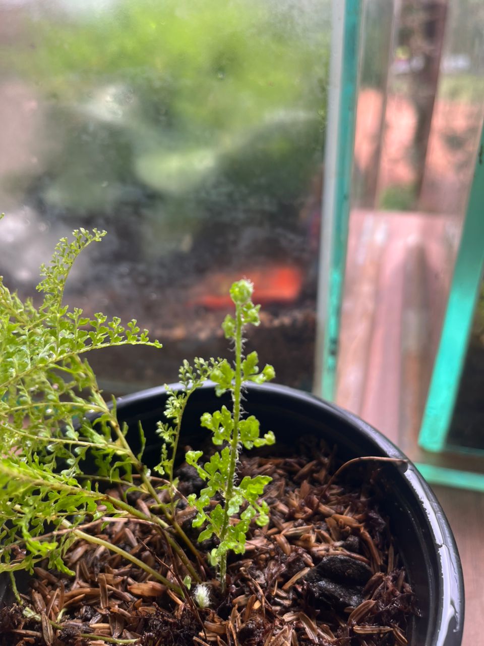 Cotton Candy Fern - Image 2