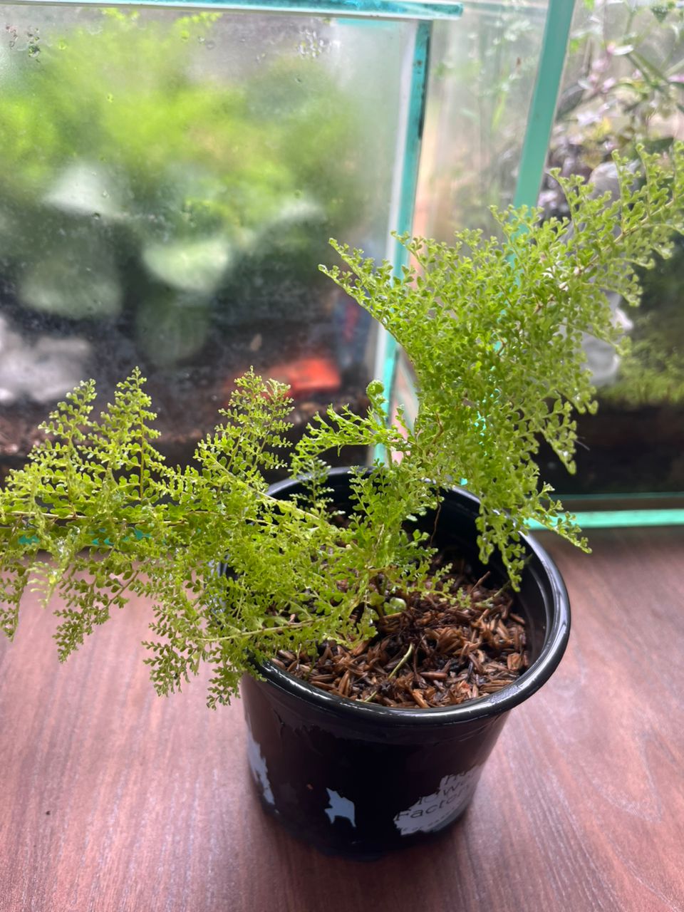 Cotton Candy Fern - Image 3