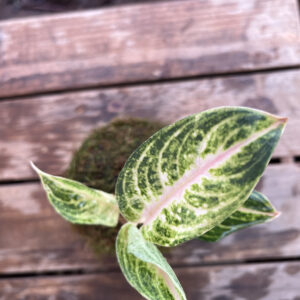 Aglaonema — Kokedama