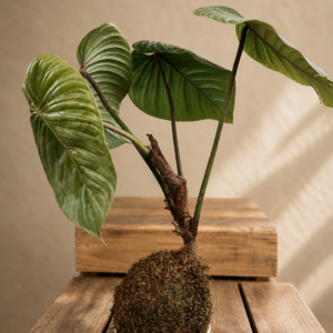 Philodendron sodiroi in Kokedema