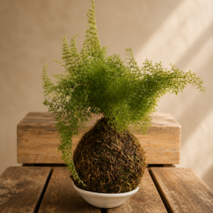 Cotton Candy Fern — Kokedama