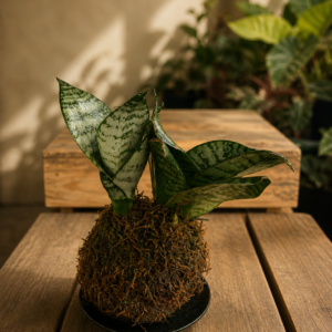 Sansevieria — Kokedama